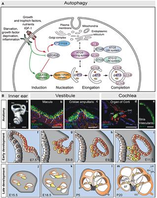 Autophagy in the Vertebrate Inner Ear